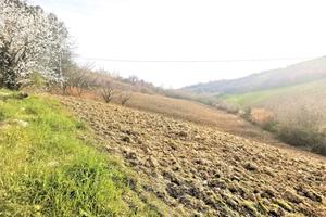 TERRENO COLLINARE in zona VALDASO DI MONTEFIORE