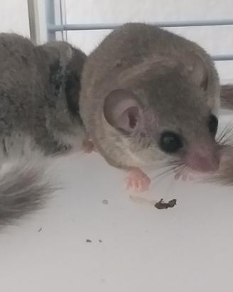 Ghiro nano africano