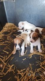 Cuccioli Jack Russell Terrier 