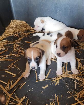 Cuccioli Jack Russell Terrier 