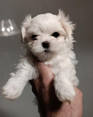 Cuccioli di cane maltese