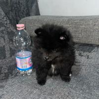 Animali