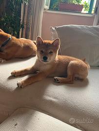 Ultima femmina di Shiba Inu
