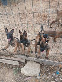 cani malinois