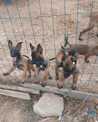 cani malinois