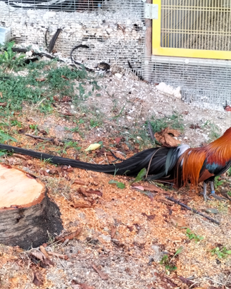 Polli ornamentali