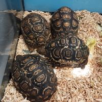Tartarughe pardalis