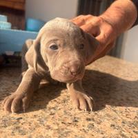 Cuccioli di weimaraner segugio