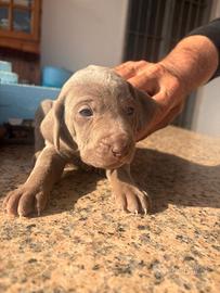 Cuccioli di weimaraner segugio