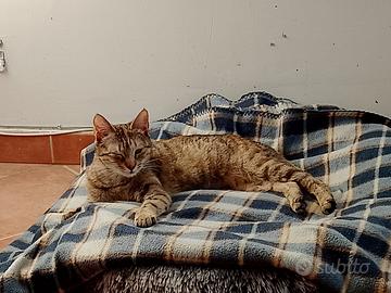 India gattina 12 mesi