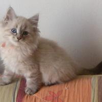 Cuccioli di gatto siberiano