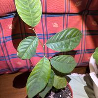 Pianta di cherimonia tropicale