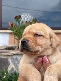 Cuccioli di Labrador retriever con Pedigree Enci