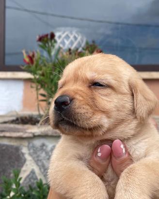 Cuccioli di Labrador retriever con Pedigree Enci