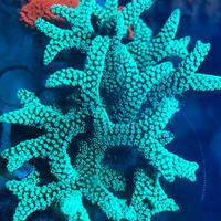 Corallo Seriatopora Caliendrum