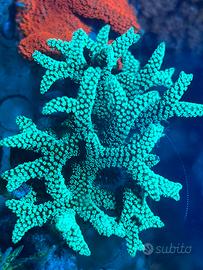 Corallo Seriatopora Caliendrum