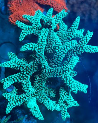 Corallo Seriatopora Caliendrum