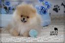 spitz-nano-tedesco-arven-house