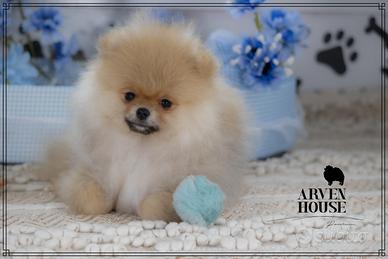 Spitz Nano Tedesco - Arven House