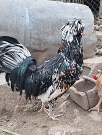 Coppia padovana ciuffata