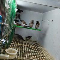 Passeri del Giappone