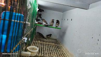 Passeri del Giappone