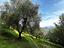 Immagine 18