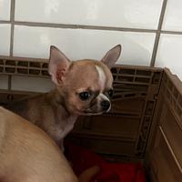 Chihuahua piccola taglia