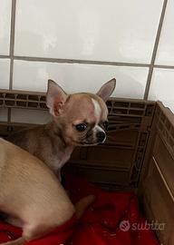 Chihuahua piccola taglia