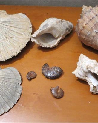 lotto conchiglie, fossili e non