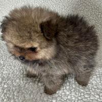 Spitz di Pomerania toy