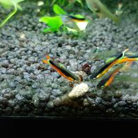 Endler santa Maria Bleeding Heart