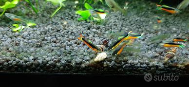 Endler santa Maria Bleeding Heart