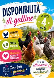 Galline