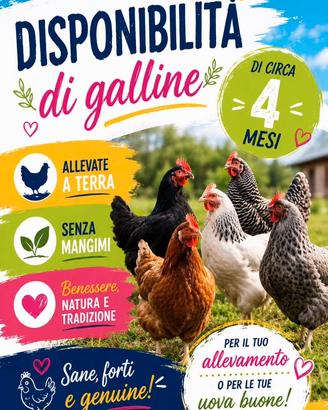 Galline