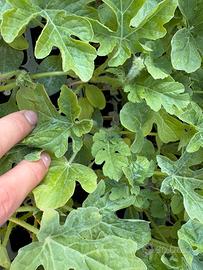 Piantine di cocomero sentinel