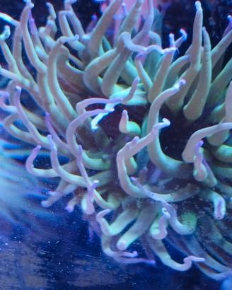 Coralli anemoni pesci