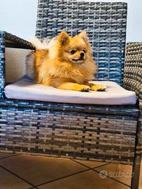 Spitz tedesco nano (Pomerania)