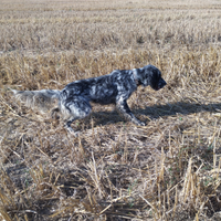 Setter inglese femmina