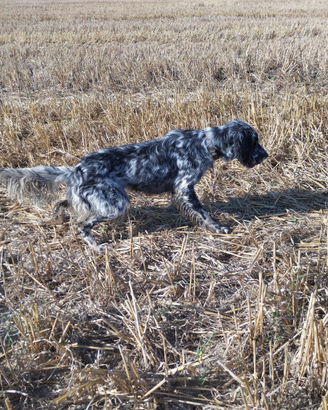 Setter inglese femmina