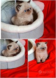 Exotic shorthair 