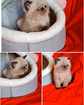 Exotic shorthair 