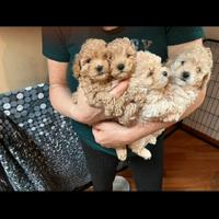 Barboncini toy fulvi