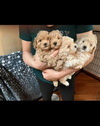 Barboncini toy fulvi