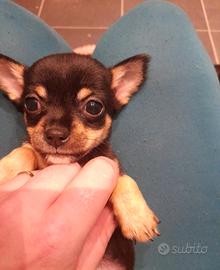 Cucciolo di chihuahua cioccolato sesso maschio