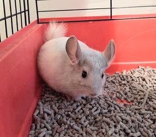 Cuccioli di Cincillà
