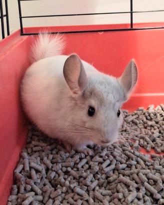 Cuccioli di Cincillà