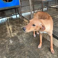 Cuccioloni di segugio maremmano per cinghiali