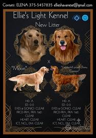 Golden Retriever  linea americana