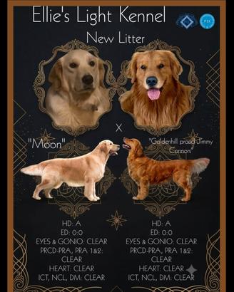 Golden Retriever  linea americana
